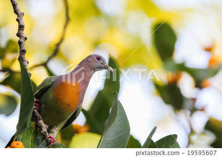 Pink-necked Pigeon, Bird Pink-necked Pigeon, Bird 19595607