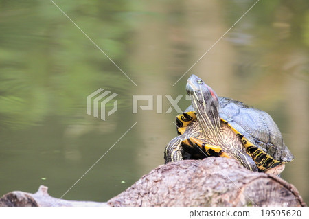 Red-eared slider, Turtle Red-eared slider, Turtle 19595620