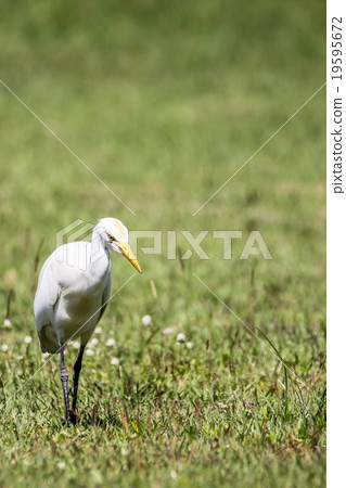 Intermediate Egret (Mesophoyx Intermedia), Bird Intermediate Egret (Mesophoyx Intermedia), Bird 19595672