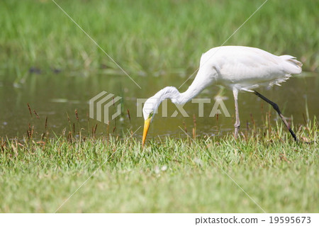 Intermediate Egret (Mesophoyx Intermedia), Bird 19595673