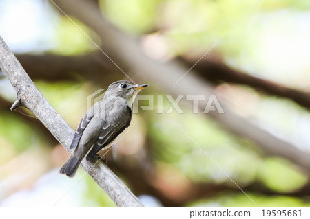 Asian Brown Flycatcher (Muscicapa Dauurica), Bird 19595681