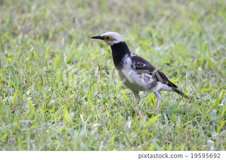 Black-collared myna (Gracupica Nigricollis), Bird Black-collared myna (Gracupica Nigricollis), Bird 19595692