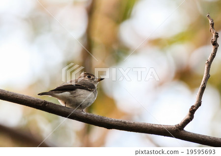 Asian Brown Flycatcher (Muscicapa Dauurica), Bird 19595693