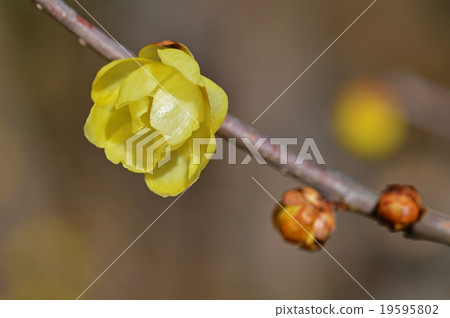 Rowbai (wax plum) 19595802