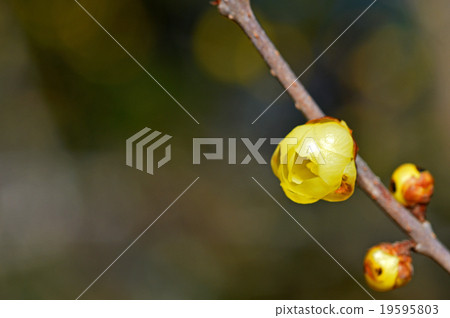 Rowbai (wax plum) Rowbai (wax plum) 19595803