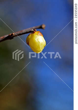 Rowbai (wax plum) 19595849