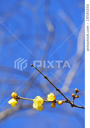 Rowbai(蠟梅) Rowbai(蠟梅) 19595850