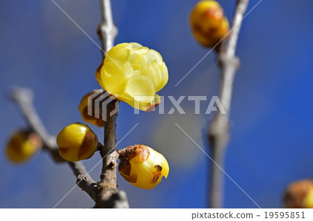 Rowbai (wax plum) 19595851