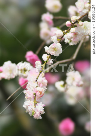 桃花在京都 桃花在京都 19596124
