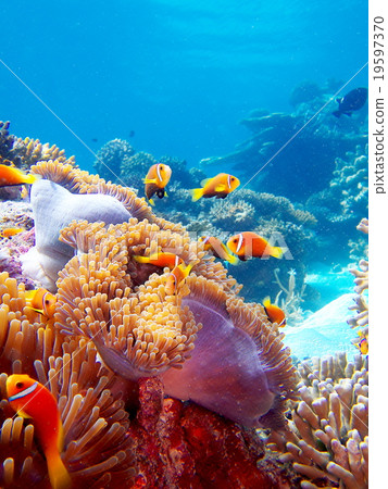 銀蓮花魚 19597370