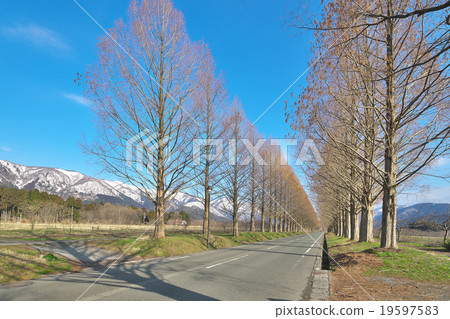 水杉Namiki在早期的春天 水杉Namiki在早期的春天 19597583