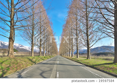 水杉Namiki在早期的春天 水杉Namiki在早期的春天 19597584