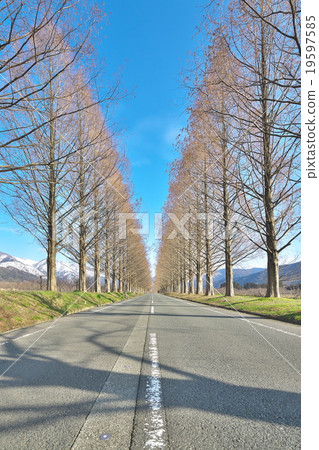 水杉Namiki在早期的春天 水杉Namiki在早期的春天 19597585