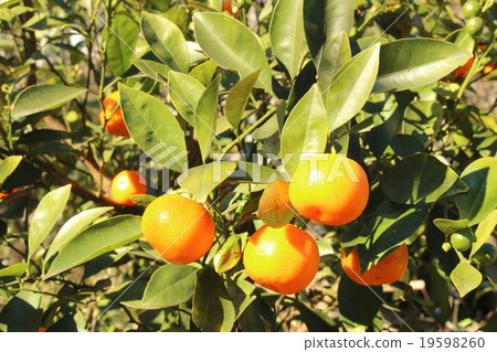 Big Bang Kin 19598260