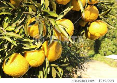 Haruka Orange 19598285