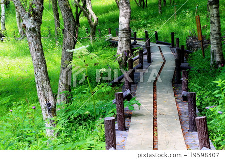 Summer Plateau Summer Plateau 19598307