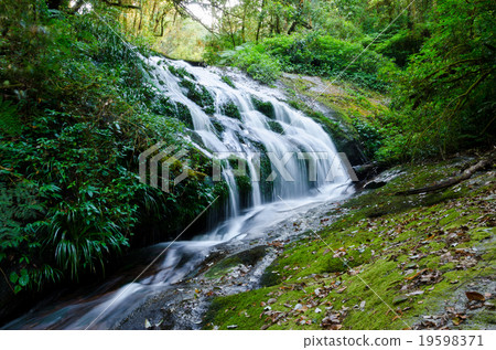 small waterfall in montane forest, Doi Inthanon 19598371