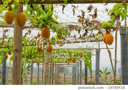 Gac fruit (Momordica cochinchinensis) Gac fruit (Momordica cochinchinensis) 19598438