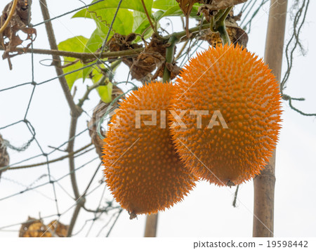 Gac fruit (Momordica cochinchinensis) Gac fruit (Momordica cochinchinensis) 19598442