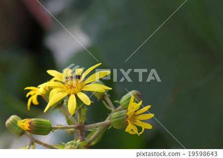 Hanaab and Tsubaki flowers 19598643