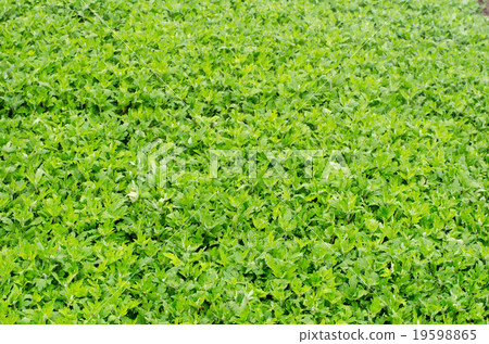 Chrysanthemum farm 19598865