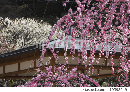 Plum blossom Plum blossom 19598949