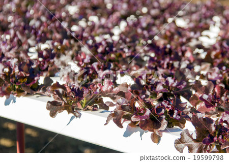 vegetable in plastic pipe of hydroponic concept 19599798