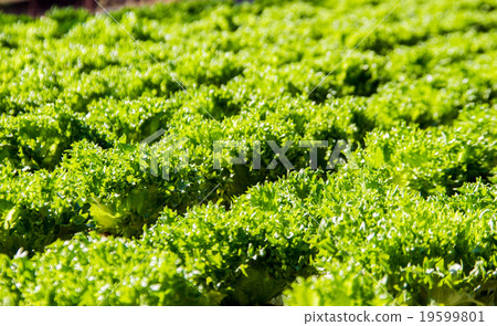 vegetable in plastic of hydroponic concept 19599801
