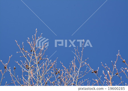 Branch of tree buds 19600285