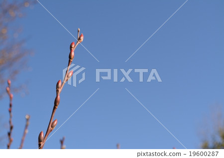 Tree buds Tree buds 19600287