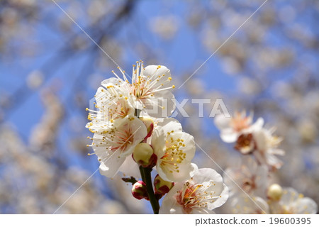 梅花盛開的梅花 19600395