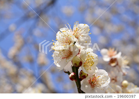 梅花盛開的梅花 19600397