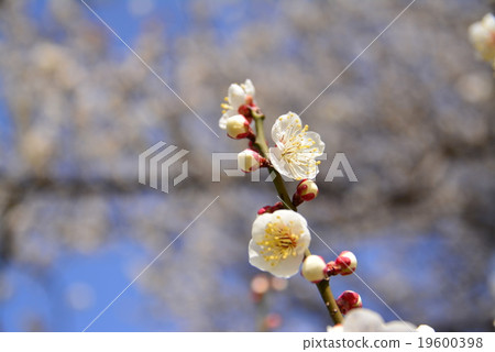 Plum tree in full bloom Plum tree in full bloom 19600398