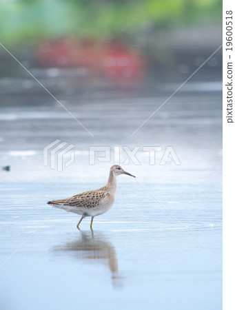 Elimaxigi 2 Elimaxigi 2 19600518