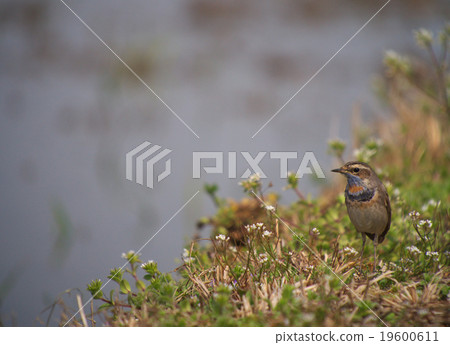 Ogawa clan Dori 3 19600611