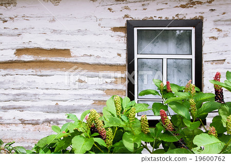 Poke berry foliage and fruit and wooden wall Poke berry foliage and fruit and wooden wall 19600762
