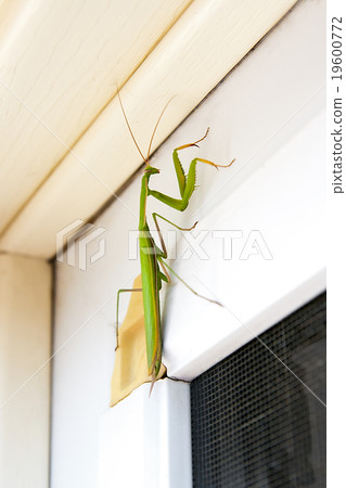Praying Mantis insect in nature. Mantis religiosa. 19600772