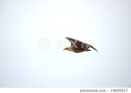 White-tailed eagle 19600917
