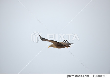 White-tailed eagle 19600918