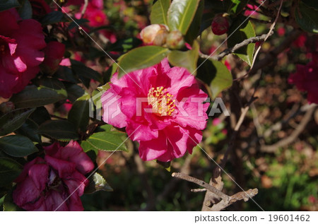  茶花 19601462