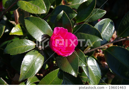 Camellia Camellia 19601463