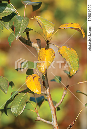 Leaves on the branches in the autumn forest. Leaves on the branches in the autumn forest. 19601692