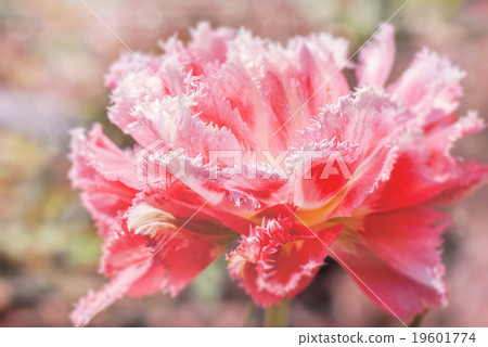 pink tulip with bokeh pink tulip with bokeh 19601774