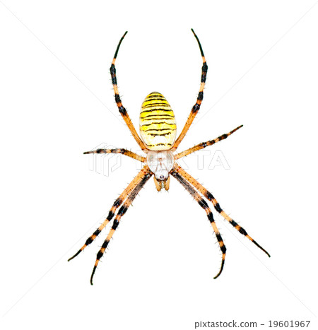 spider (Argiope bruennichi) isolated on  white 19601967