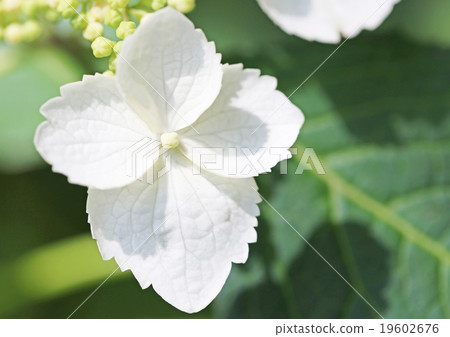 Hydrangea Hydrangea 19602676