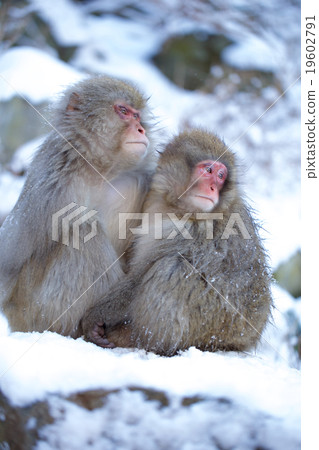 Snow monkey Snow monkey 19602791