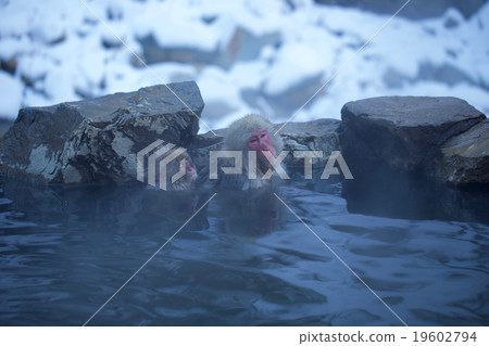 日本獼猴泡溫泉 19602794