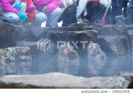 日本獼猴泡溫泉 19602848