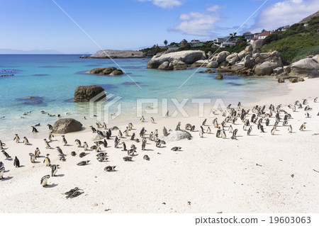 企鵝隊在巨石灘 19603063