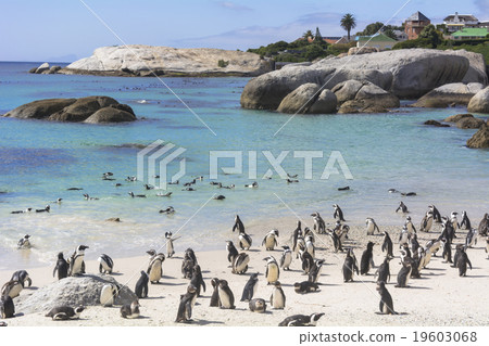 Penguins at Boulders Beach Penguins at Boulders Beach 19603068